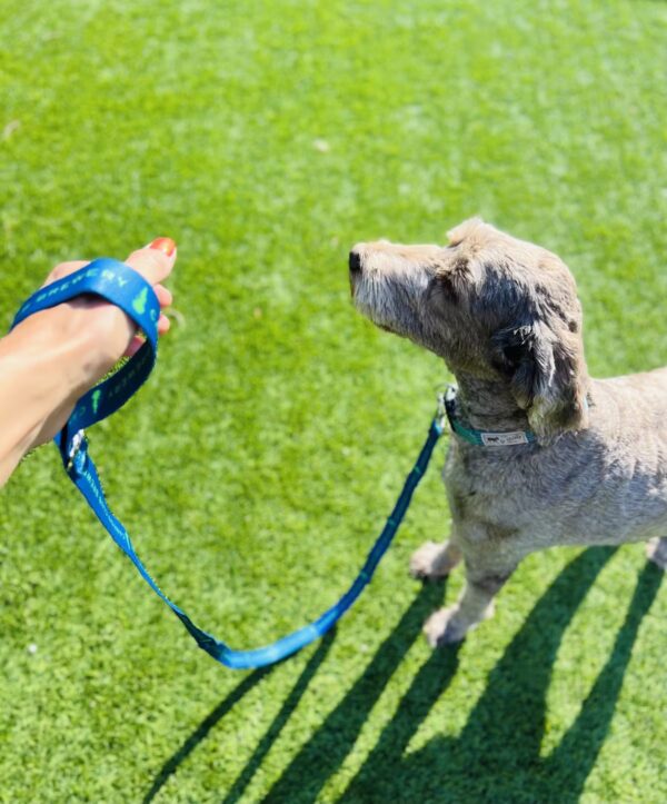 Dog Leash with Bottle Opener - Image 2